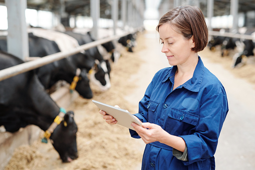 Serious young female worker of animal farm in uniform using touchpad to find information about new breed of milk cows