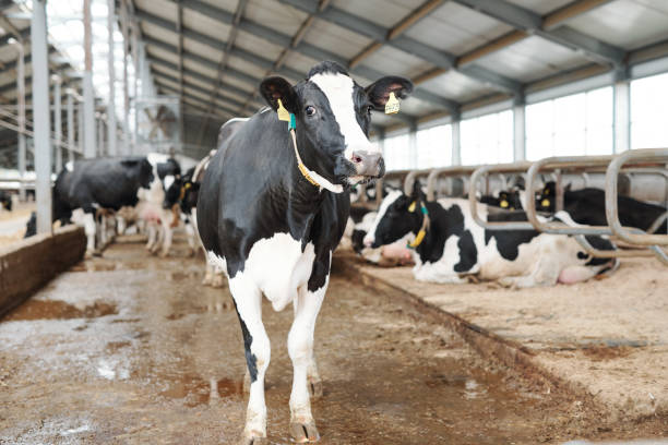 One of black-and-white milk cows standing in large contemporary dairy farm One of black-and-white milk cows standing in aisle of large contemporary dairy farm in front of camera milking unit stock pictures, royalty-free photos & images