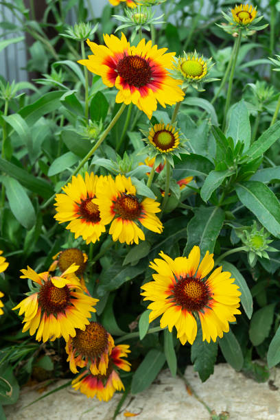 istock Orange flowerses on background green sheet 1174491941