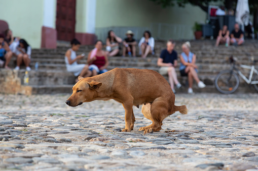 Poor, unwanted, homeless Street dog is Pooping in front of People (Unrecognizable) in Old City of Trinidad, Cuba, during a sunny day.