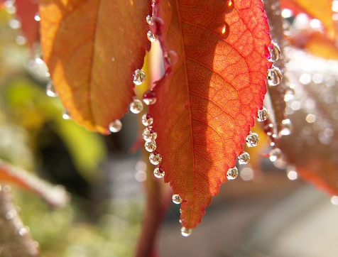 Autumn leaves beaded with dewdrops