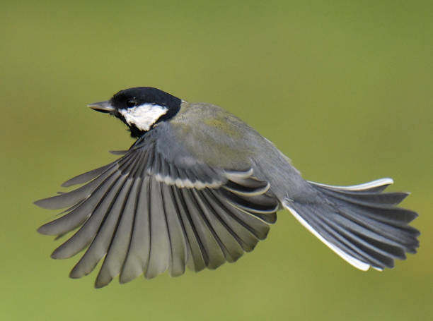 istock Nuthatch, Great Tit, Marsh Tit, Goldfinch and Blue Tit in flight and perching 1174494748