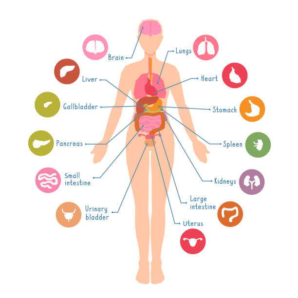 Diagram of the major human body internal organs. Visual, teaching aid, study guide. Inside anatomical structure. Vector illustration. female likeness stock illustrations