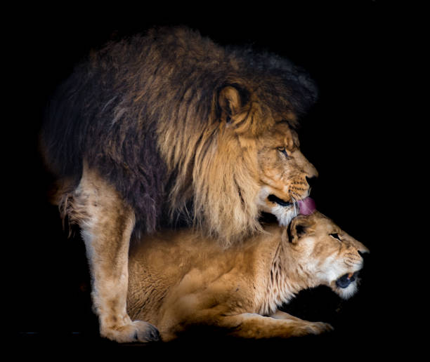 istock Lion and lioness against black background with full manes and sharp teeth 1174495599