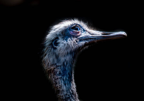 Ostrich heads in front of a black background with sharp eye and beak