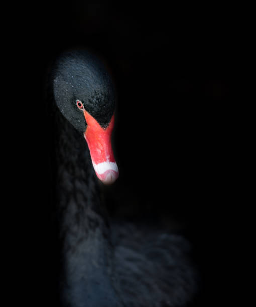 cigno nero isolato con un becco rosso su sfondo nero - black swan foto e immagini stock