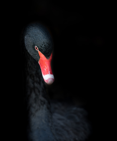 isolated black swan with a red beak against black background