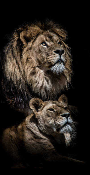 istock Lion and lioness against black background with full manes and sharp teeth 1174495609