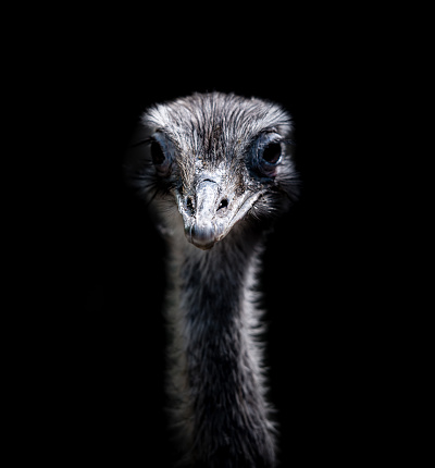 Ostrich heads in front of a black background with sharp eye and beak