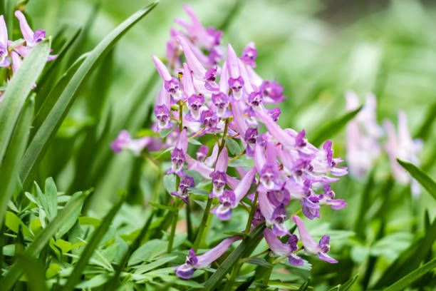 istock Corydalis solida  or Fumewort 1174496982