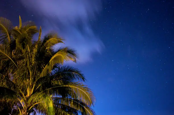 A long exposure shot of a palm tree with a cloud and the stars in the background.