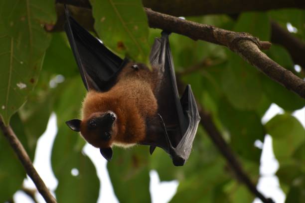 pipistrello della frutta appeso all'albero - bat fruit bat mammal australia foto e immagini stock