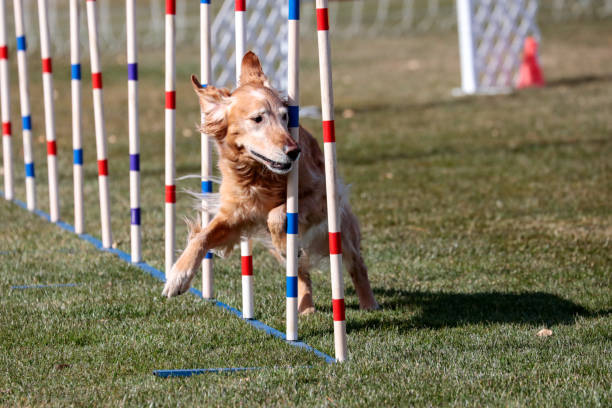 istock Golden Retriever in the weave poles 1174501288