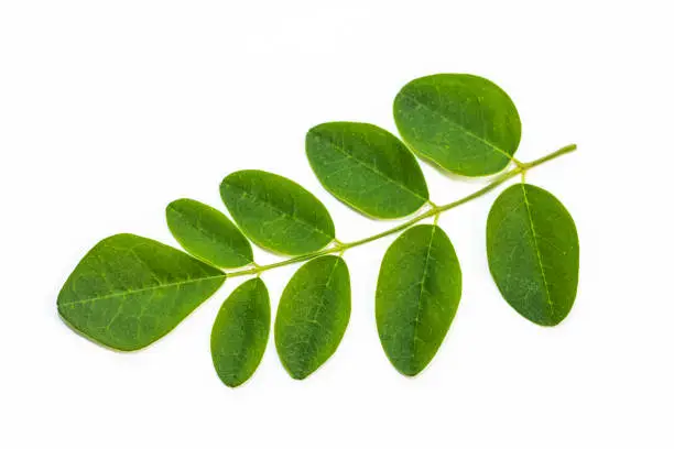 Moringa leaves on white background. Moringa Oleifera