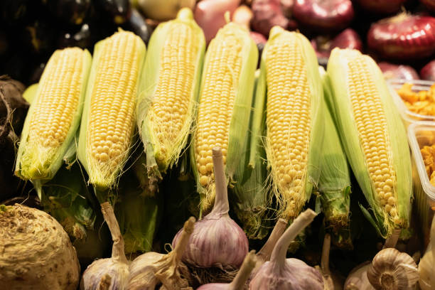 maïs sur l'épi et l'ail. marché fermier, étagères ouvertes vitrines. aliments biologiques sains. récolte d'automne - corn on the cob corn crop food and drink healthy eating photos et images de collection