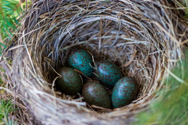 istock eggs chicks in a nest on a tree branch close up in spring in the sunlight 1174504912