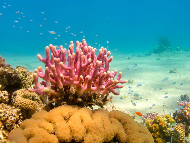 récifs coralliens dans la mer rouge, egypte - vitality sea aquatic atoll photos et images de collection