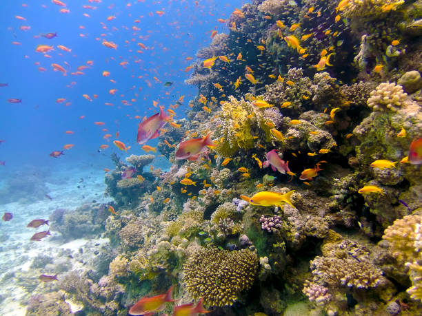 récifs coralliens dans la mer rouge, egypte - vitality sea aquatic atoll photos et images de collection