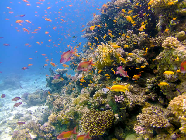 Coral reefs in the Red Sea, Egypt Coral reefs in the Red Sea, Egypt dahab photos stock pictures, royalty-free photos & images