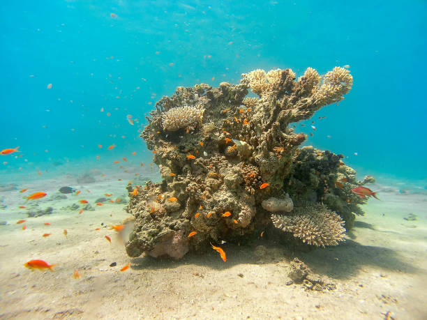 arrecifes de coral en el mar rojo, egipto - vitality sea aquatic atoll fotografías e imágenes de stock