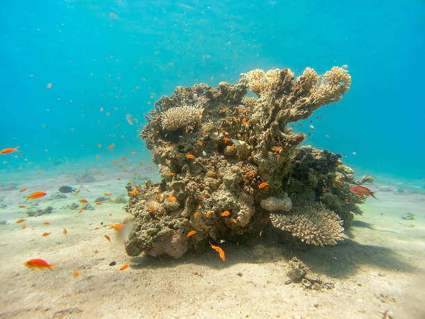 barriere coralline nel mar rosso, egitto - vitality sea aquatic atoll foto e immagini stock