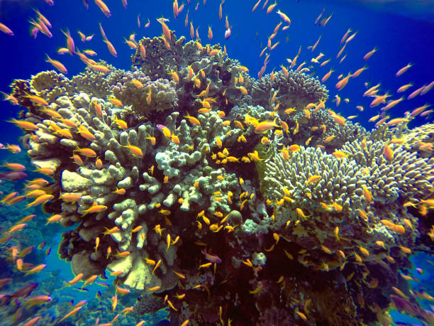 istock Coral reefs in the Red Sea, Egypt 1174505616