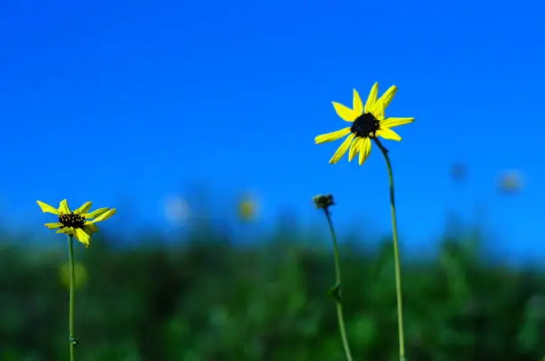 A yellow flower set on a bright blue and green background with very shallow Depth of field