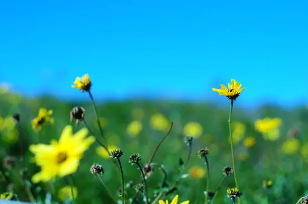 A yellow flower set on a bright blue and green background with very shallow Depth of field