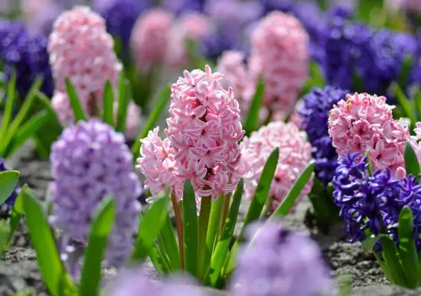 Beautiful spring flowers hyacinths on a sunny warm day blooming on a city flower bed, primroses, spring concept