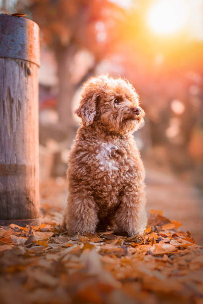 istock Apricot toy poodle in autumn 1174509133