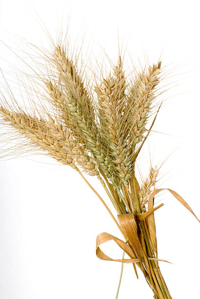 trigo - wheat winter wheat cereal plant spiked fotografías e imágenes de stock