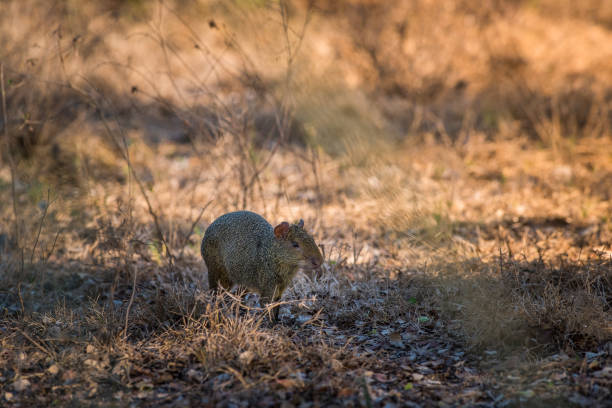 아자라스 아구티 - agouti 뉴스 사진 이미지