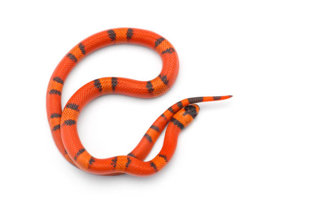 istock Red-Orange Milk snake isolated on white background 1174512355