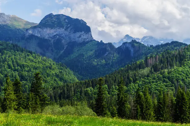 Meadow in valley under the Belianske Tatras mountains in summer sunny day with fluffy clouds, Tatranska Javorina, Slovakia