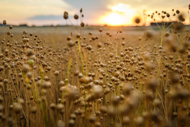 Flax field on sunset, Austria Detail on flax plants (Linum usitatissimum) on field during sunset in Austria. Shallow depth of field. flax seed stock pictures, royalty-free photos & images