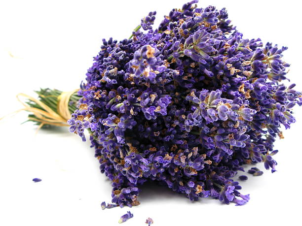 클린싱 - lavender dried plant lavender coloured bunch 뉴스 사진 이미지