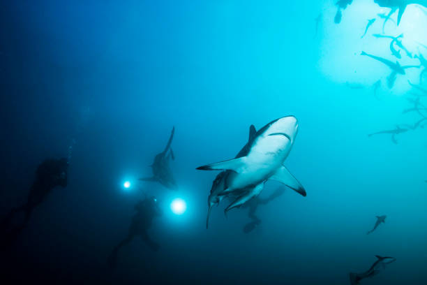 istock Shark and Underwater Photographers 1174513960