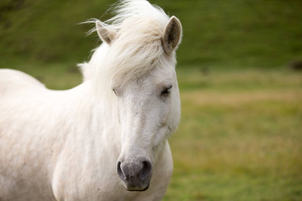 istock Icelandic horse in field 1174514613