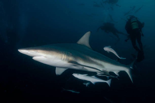 istock South Africa Sharks 1174517185