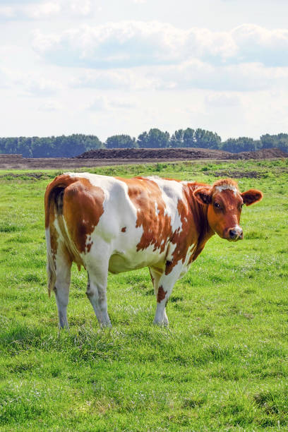 istock Brown cow on green field 1174518930