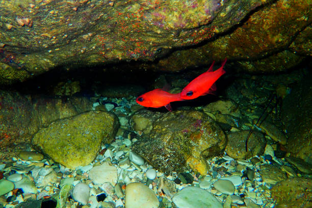 Apogon Fish 50+ Cardinal Fish Apogon Imberbis Stock Photos, Pictures & Royalty-Free ...