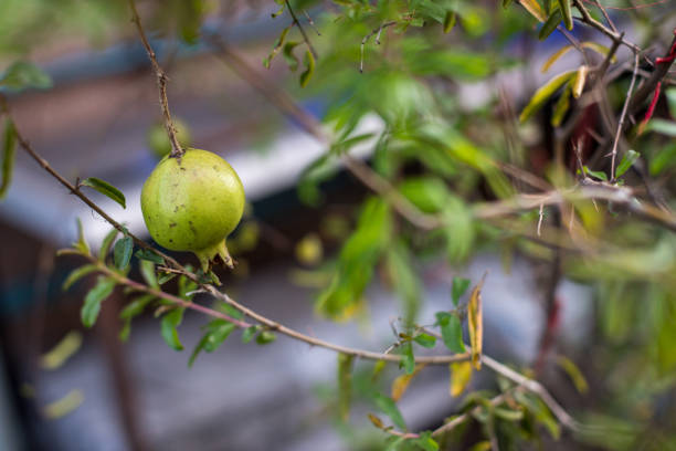 Romegranate fruit on tree branch in the garden. Colorful image with place for text, close up. Miniature Pomegranate , Punica Granatum , tropical fruit growing on a tree