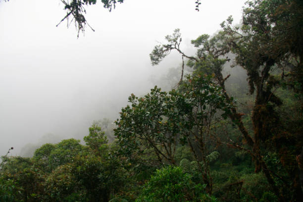 istock Yananchaga Chemillen National Park 1174527355