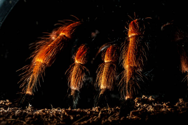 Mexican redknee tarantula, Brachypelma smithi, Red Legs, Deadly spider