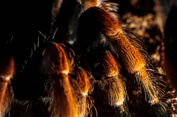 Mexican redknee tarantula, Brachypelma smithi, Red Legs, Deadly spider