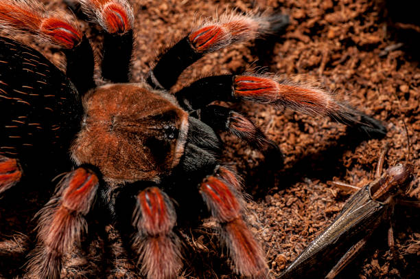istock Mexican redknee tarantula, Brachypelma smithi, Red Legs, Deadly spider 1174530016