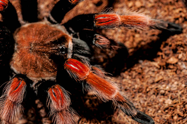 istock Mexican redknee tarantula, Brachypelma smithi, Red Legs, Deadly spider 1174530018