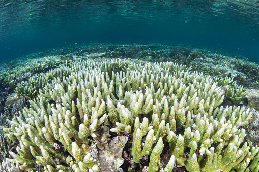 Corals begin to bleach due to high water temperatures in shallow water amid the remote islands of Raja Ampat, Indonesia. This equatorial region is possibly the center for marine biodiversity.