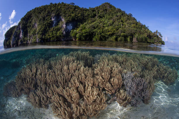 istock Healthy Corals and Tropical Island in Raja Ampat 1174530241