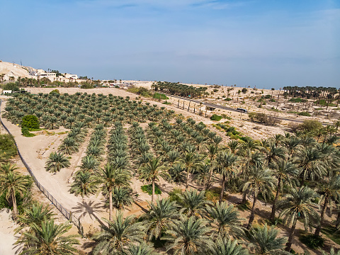 Plantation of date palms against blue sky on a sunny day. Tropical agriculture industry in the Middle East. Growing plants in arid soil of a desert. Rows of planted green trees in dry place. Farming.
